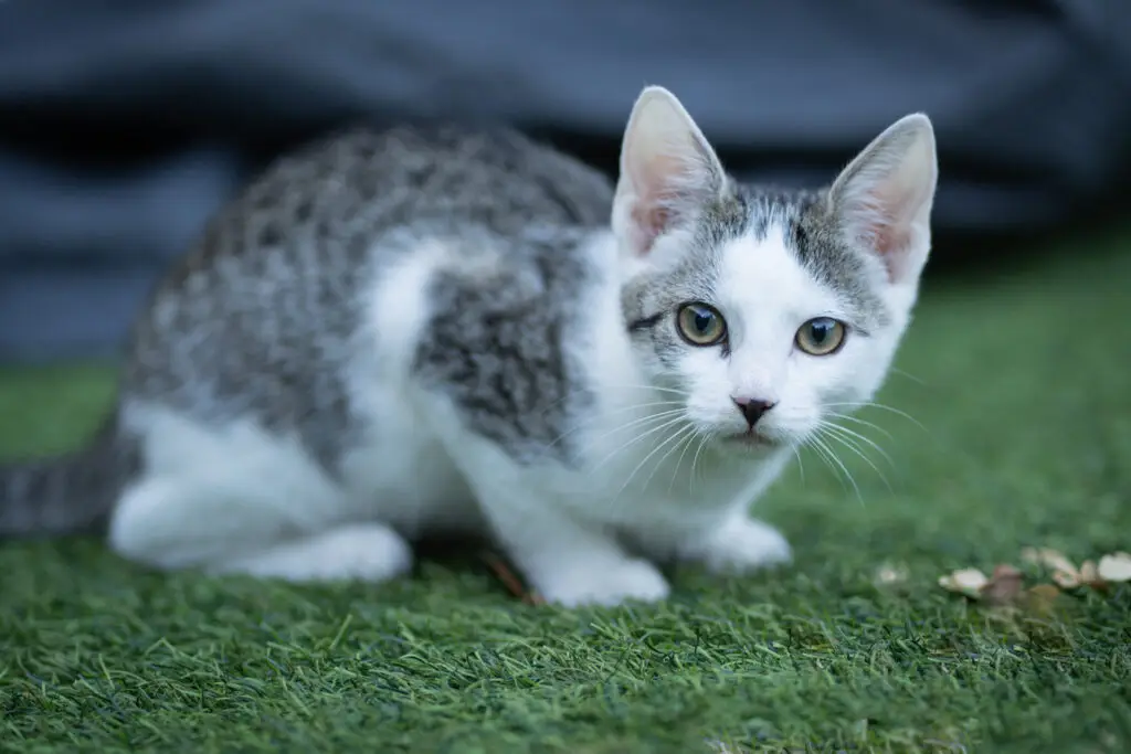 Zwerfkatten Westbrabant