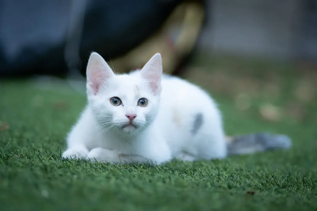Zwerfkatten Westbrabant