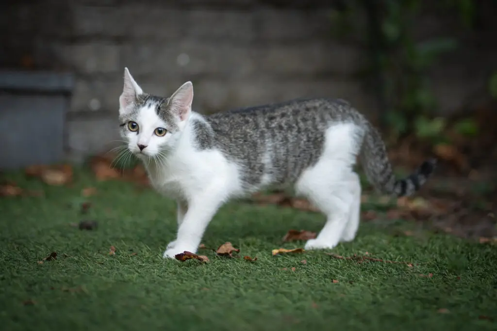 Zwerfkatten Westbrabant