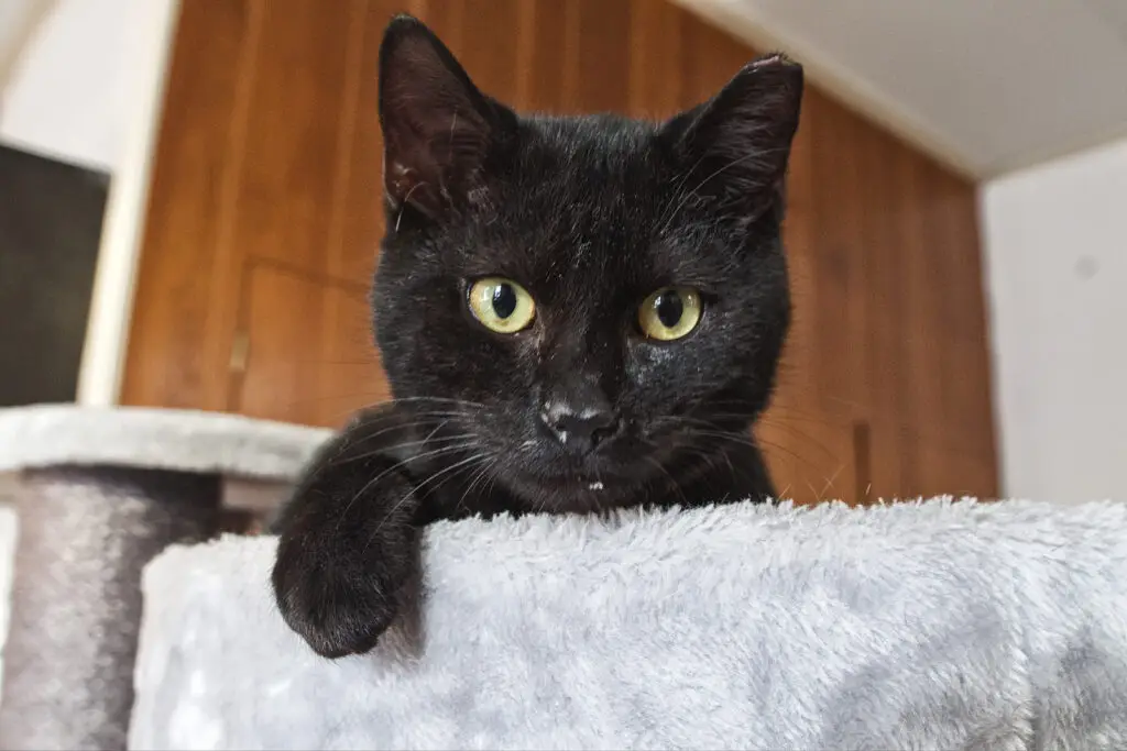 Zwerfkatten Westbrabant