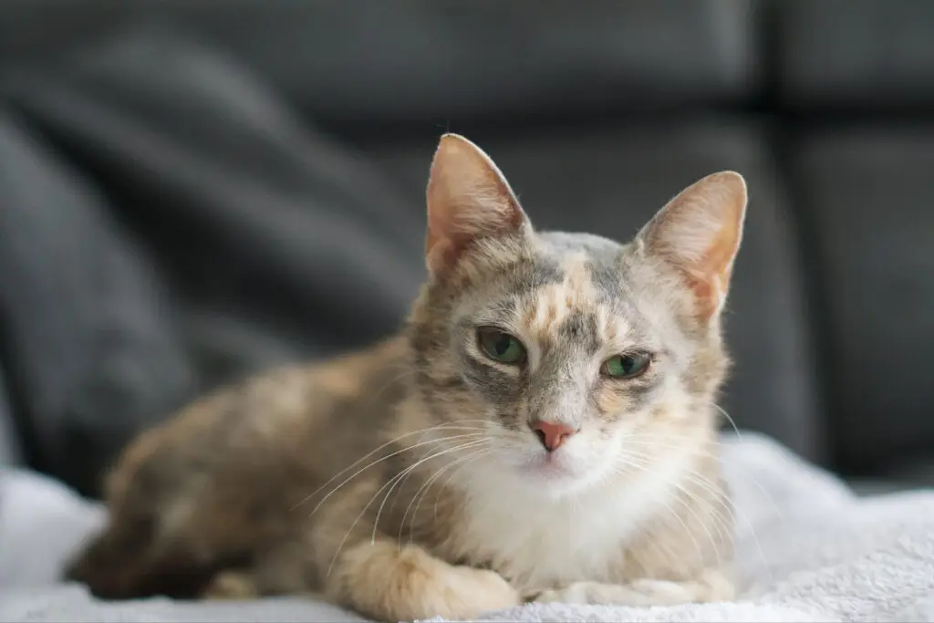 Zwerfkatten Westbrabant