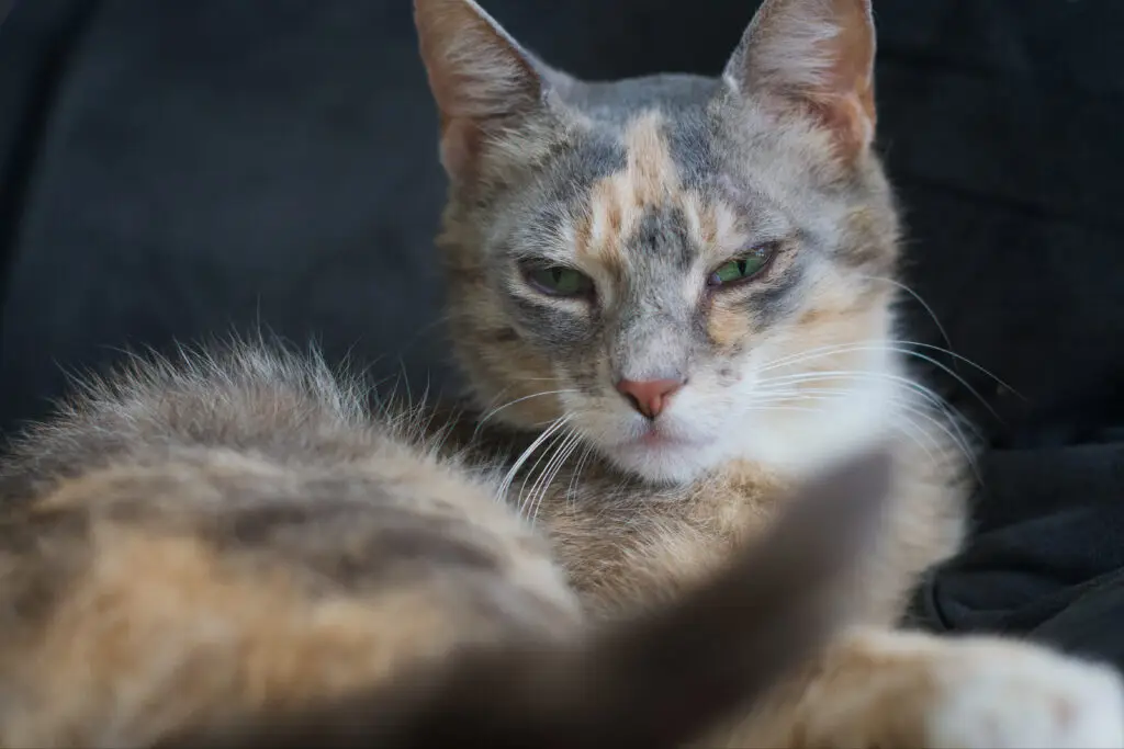 Zwerfkatten Westbrabant